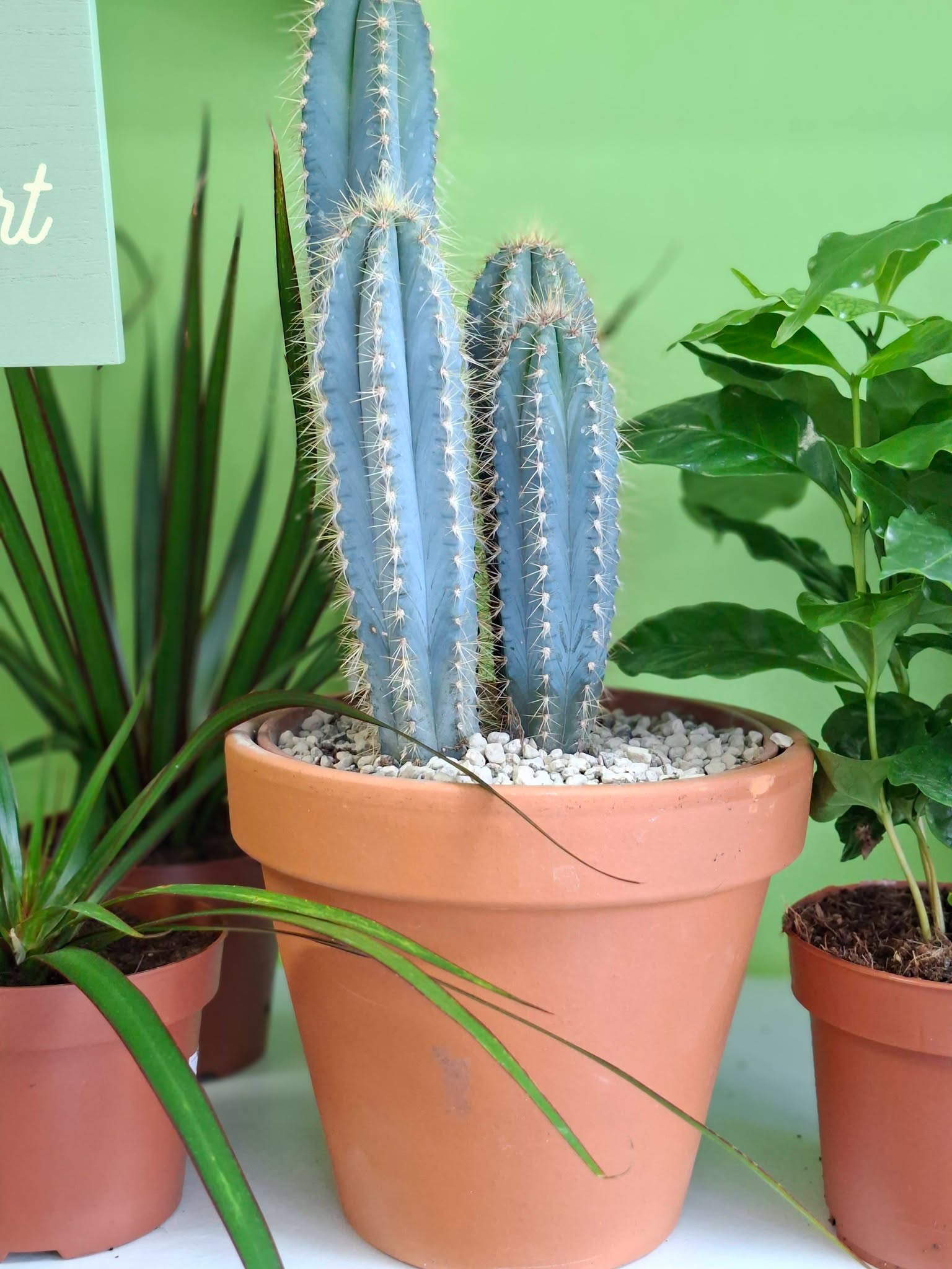 Blue columnar cactus