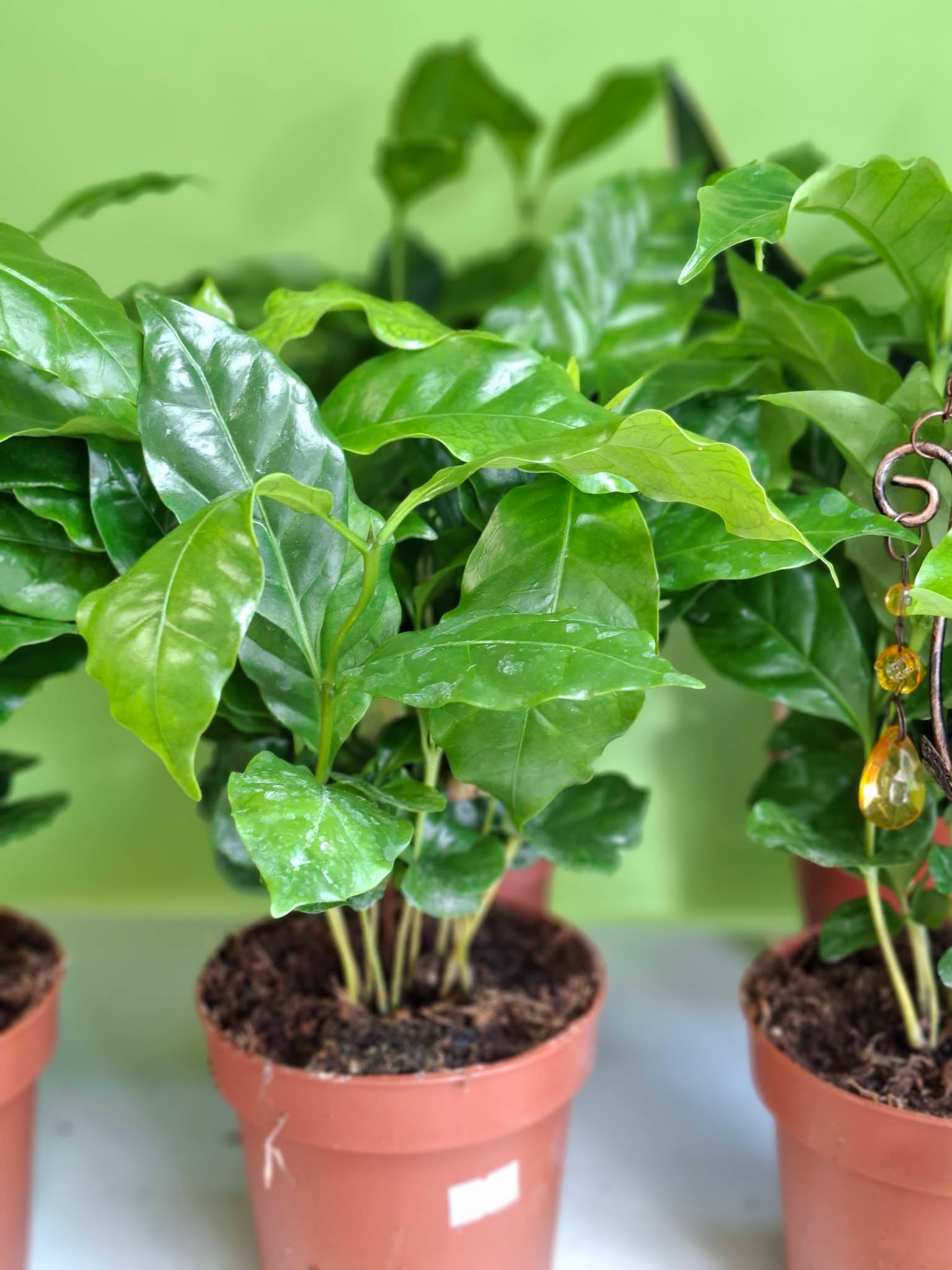 Garden Plants