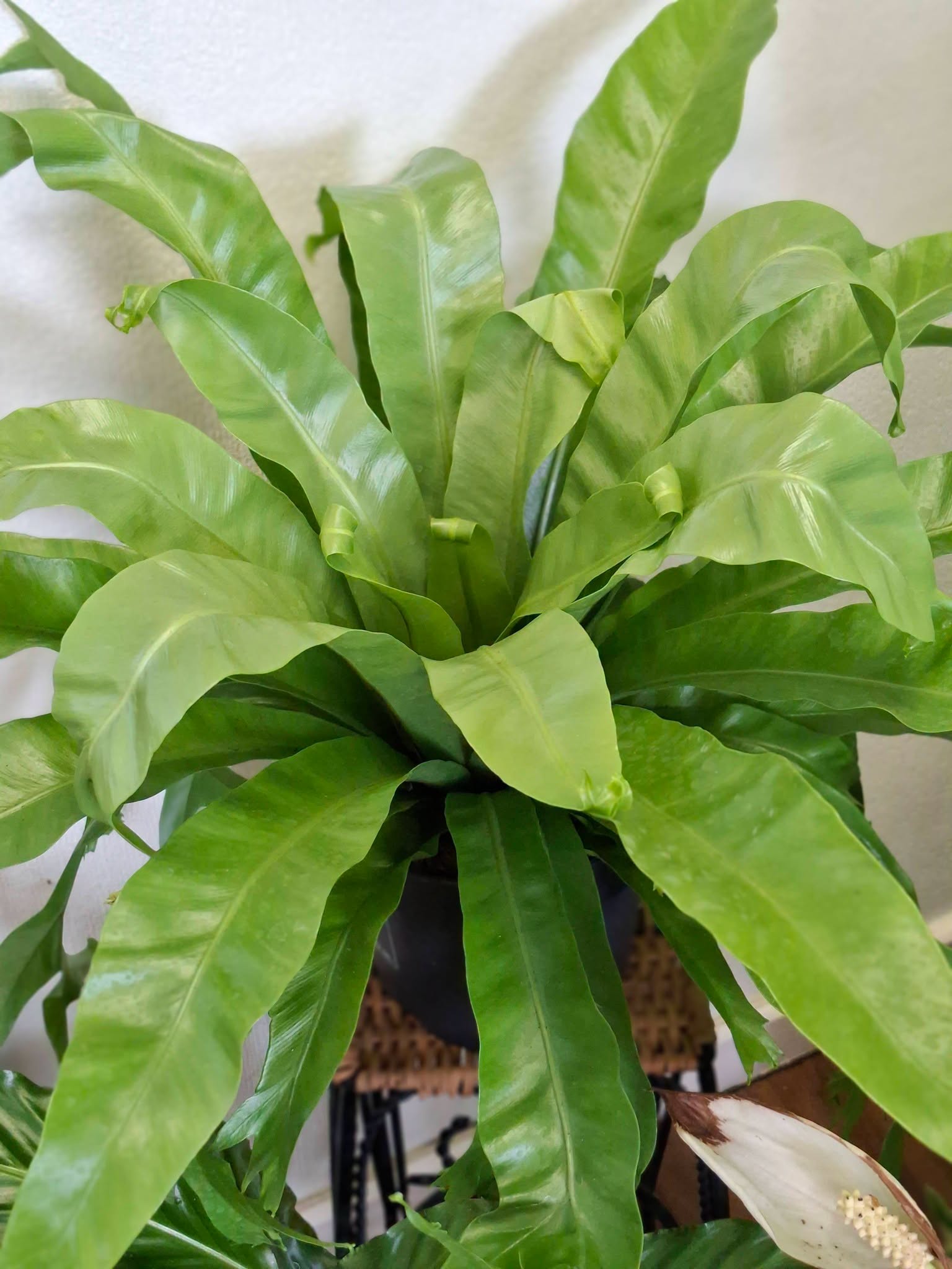 House Plants