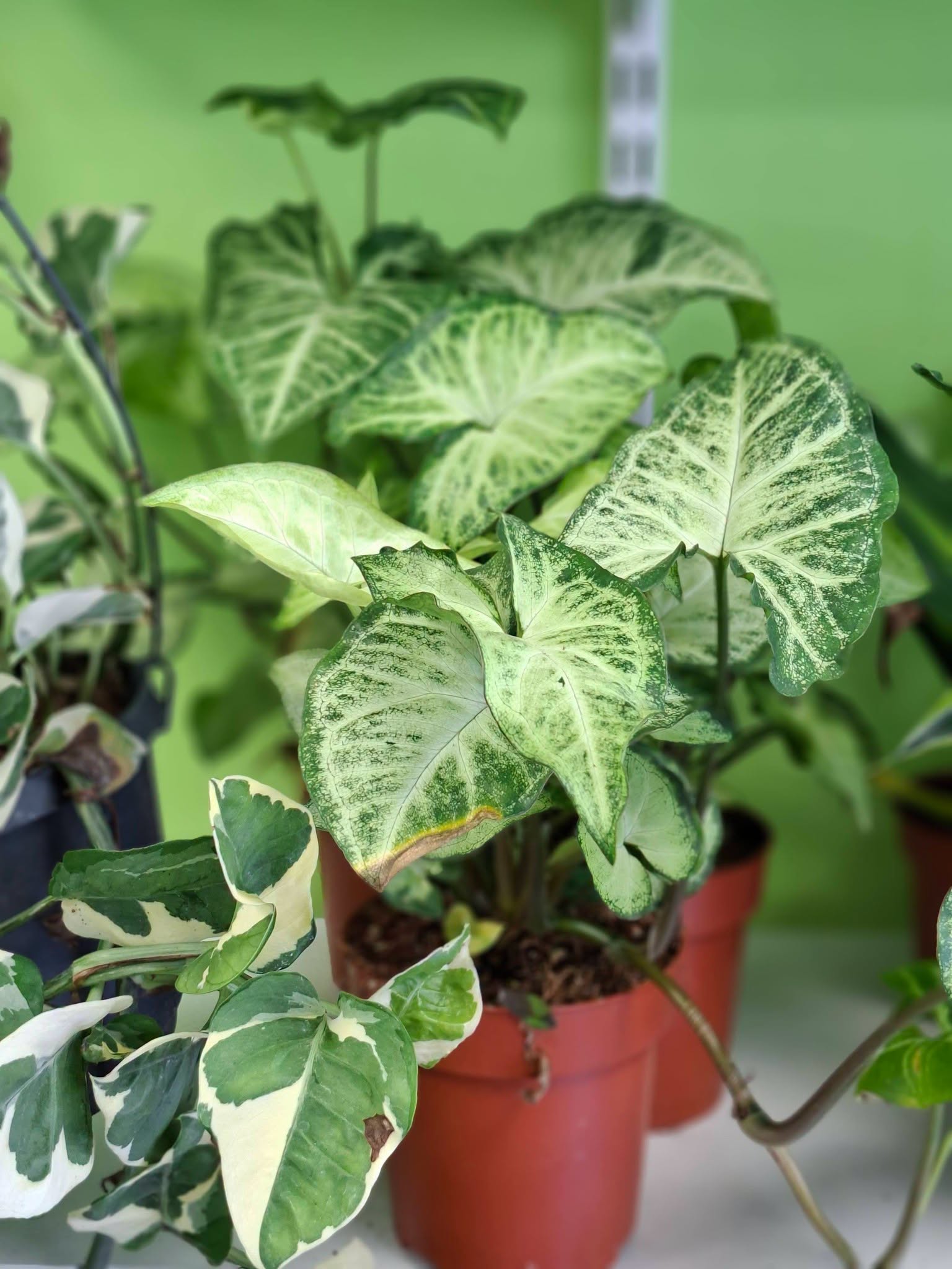 Variegated potted plants