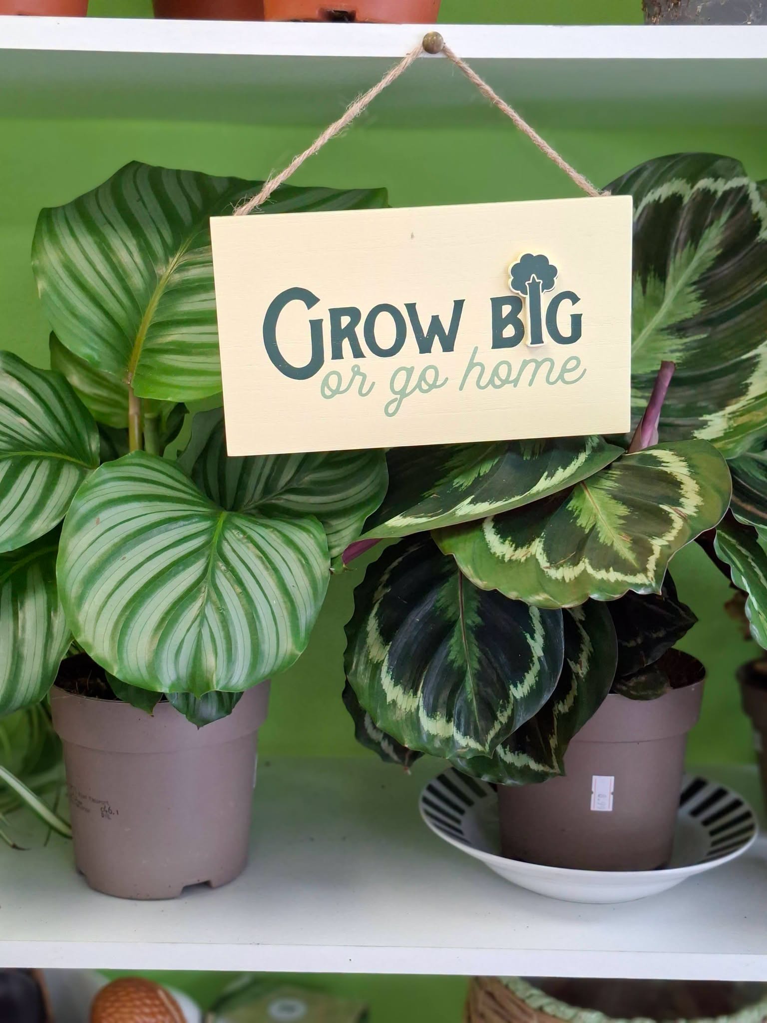 Indoor plant display